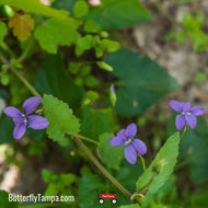 Walter's Violet (Viola Walteri) - 1 Gallon