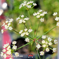 Water dropwort (Tiedemannia filiformis)  - 1 Gallon