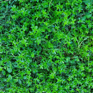 Water Hyssop (Bacopa monnieri) - 1 Gallon