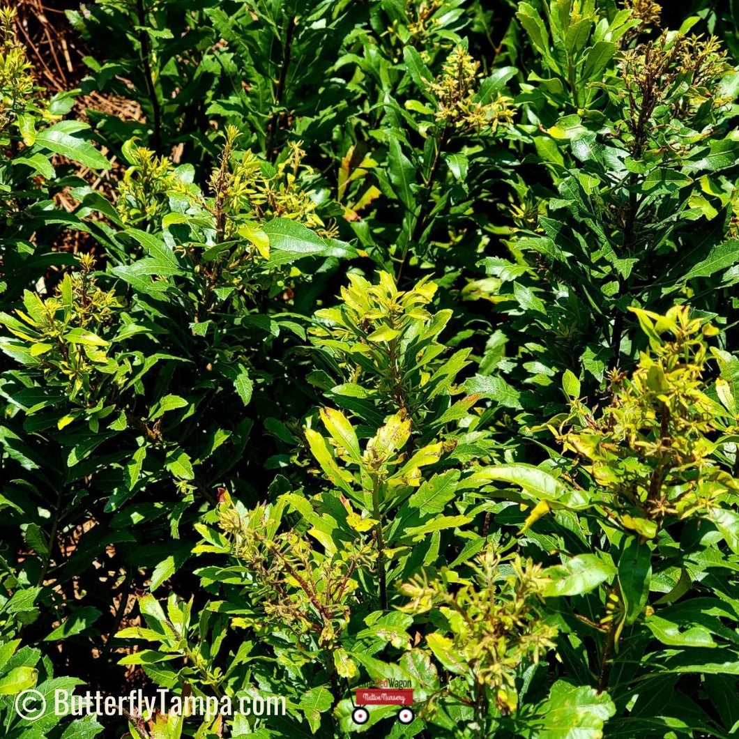 Murtle Don’S Dwarf Wax Myrtle Shrub – Don’s Dwarf Southern Wax Myrtle – EXJUX