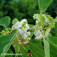 White Beautyberry (Callicarpa americana var.)