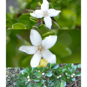 White Indigoberry - Randia aculeata (3 Gal.)