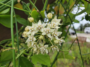 White Twinevine Milkweed - Funastrum clausum (formerly known as Sarcostemma clausum)