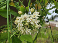 White Twinevine Milkweed (Funastrum clausum/formerly known as Sarcostemma clausum)