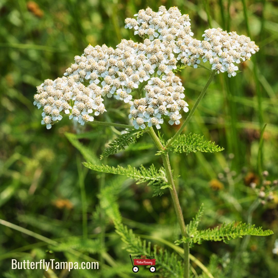 Direction Yarrow Yarrow Plant