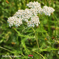 White Yarrow (Achillea millefolium) - 1 Gallon