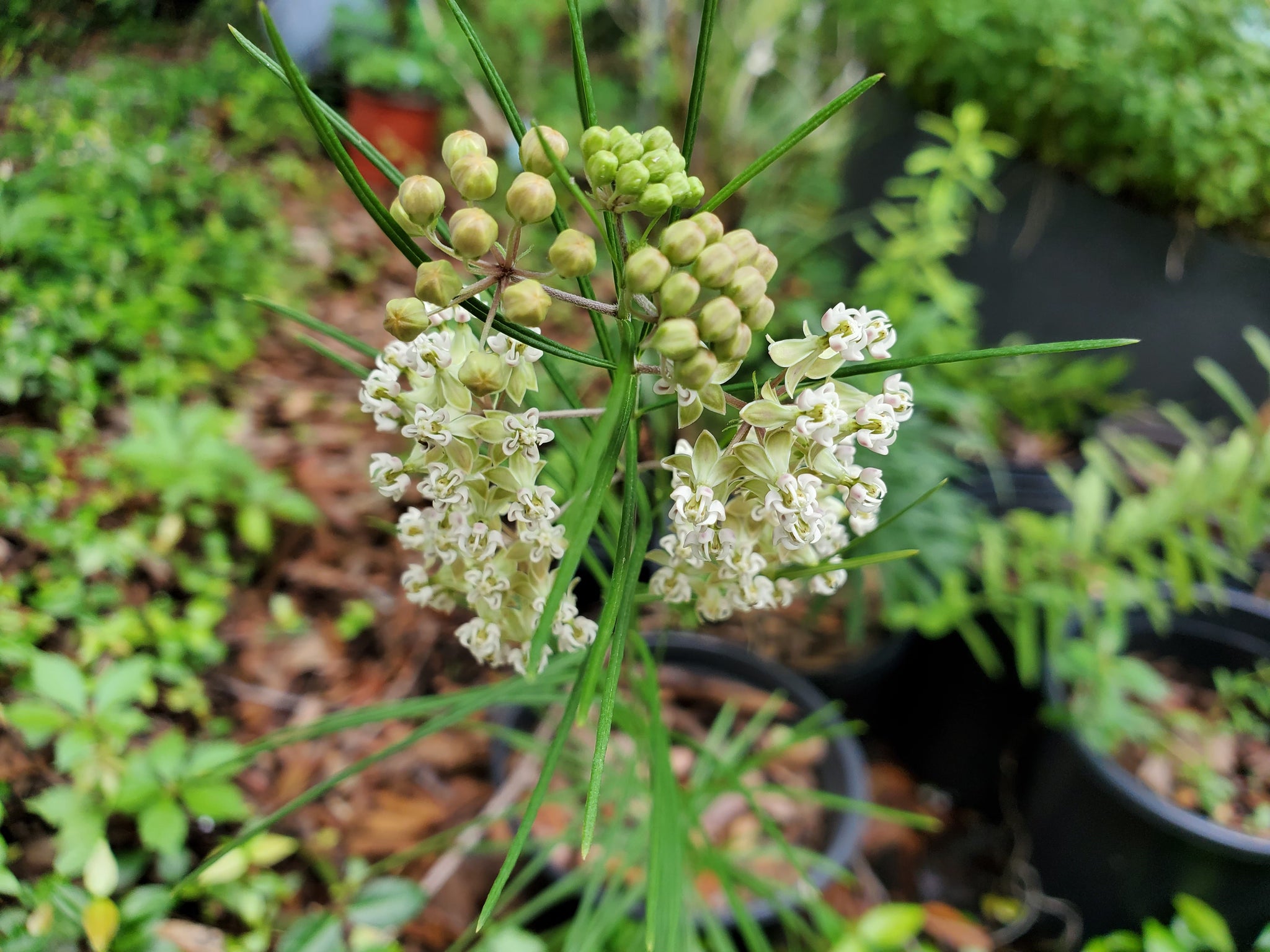 Whorled Milkweed (Asclepias verticillata) 9 Whorled milkweed - Asclepias verticillata - (1 gal.)