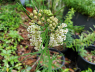 Whorled Milkweed (Asclepias verticillata) - 1 Gallon