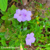 Wild Petunia (Ruellia Caroliniensis)
