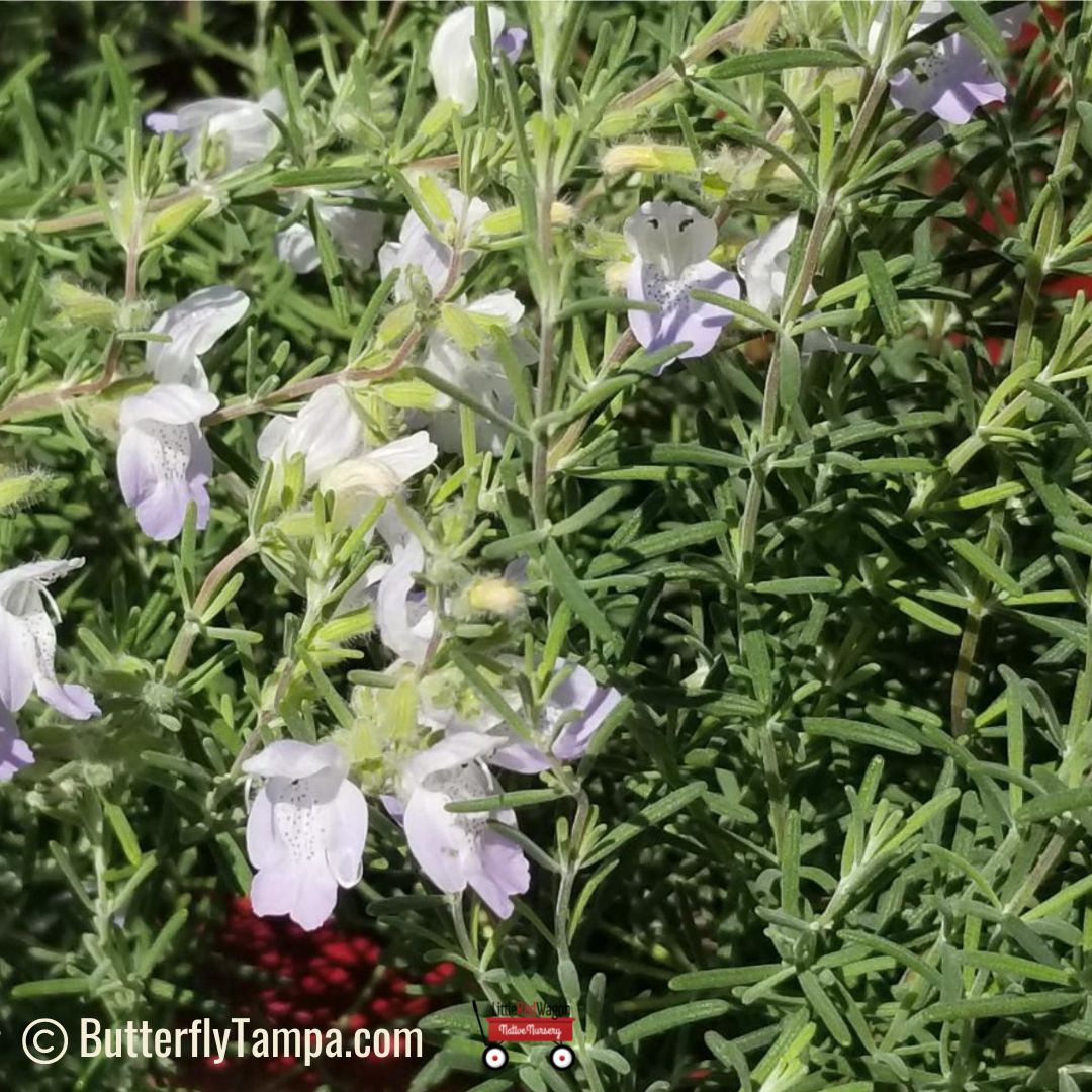 Wild Rosemary(scrub mint) – Conradina canescens (1 gal.) – Little Red Wagon  Native Nursery