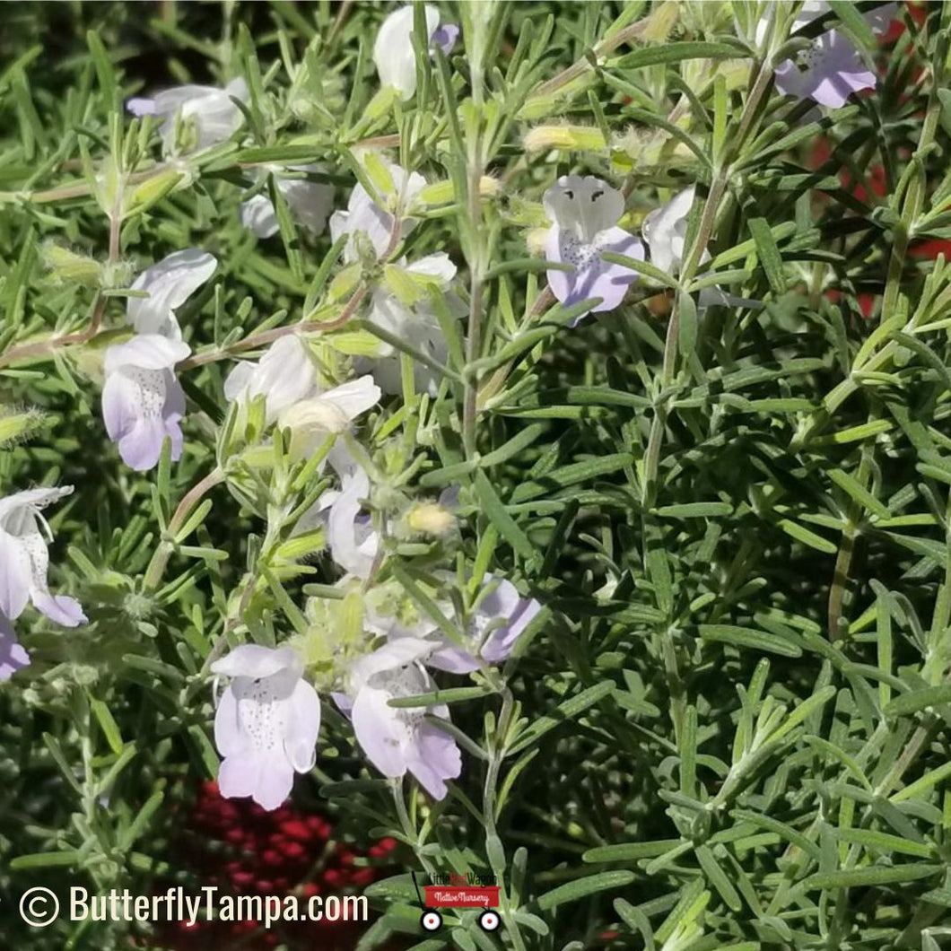 Wild Rosemary – Conradina canescens (1 gal.)