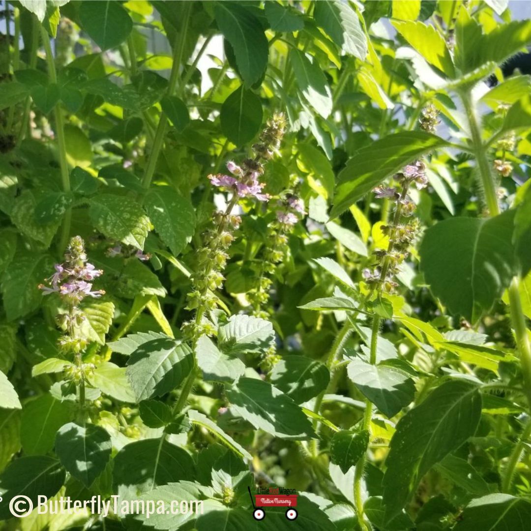 Sweet Basil Flower