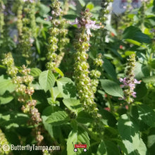 Load image into Gallery viewer, Wild Sweet Basil - Ocimum campenchianum (1 gal.)

