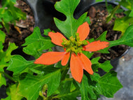 Wild Poinsettia/Paintedleaf (Poinsettia cyathophora)