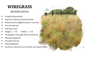 Wiregrass - Aristida stricta (1 gal.)