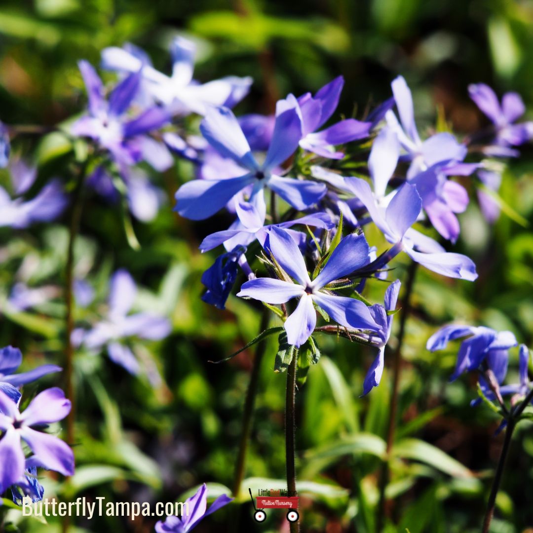 Woodland Phlox (Phlox divaricata) - 1 Gallon – Little Red Wagon