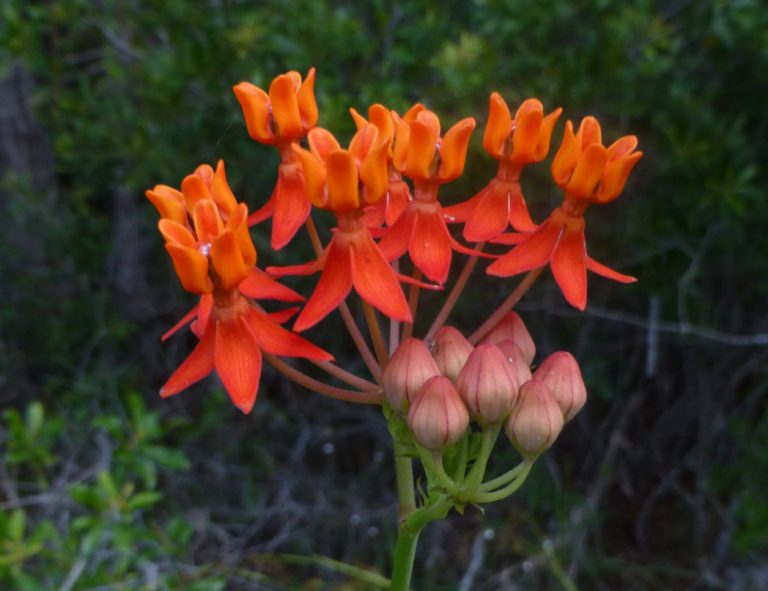 Fewflower Milkweed-Asclepias lanceolata