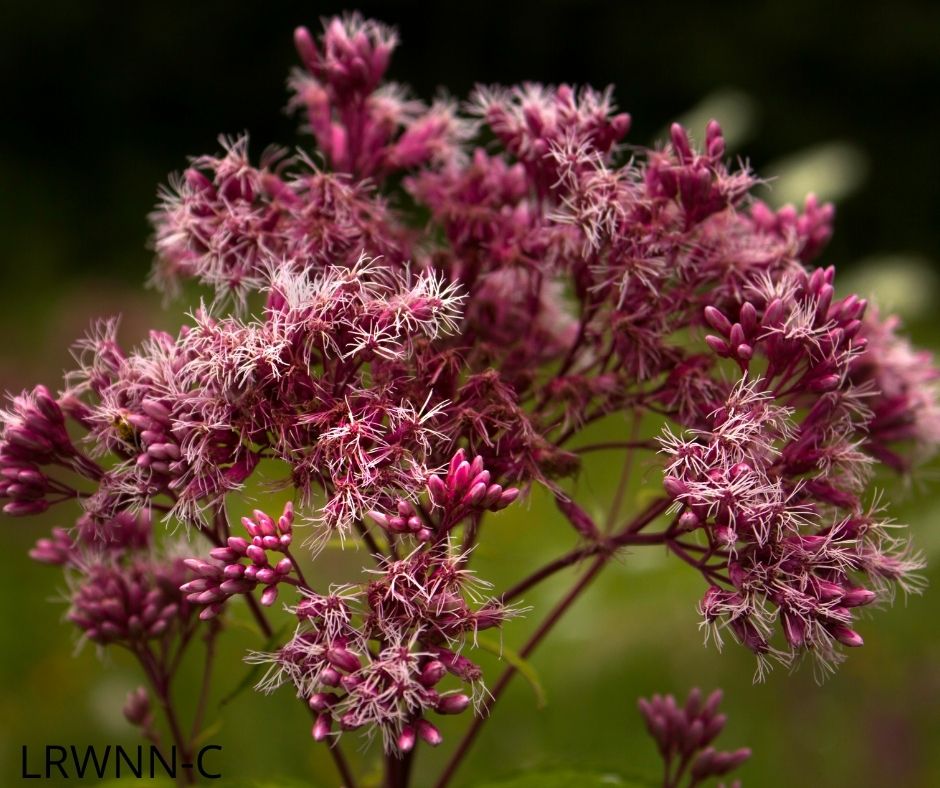 Joe Pye-Weed - Eutrochium fistulosum (1 & 3 gal.)