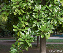 Load image into Gallery viewer, Little Gem Magnolia - Magnolia grandiflora (3 &amp; 15 gal.)
