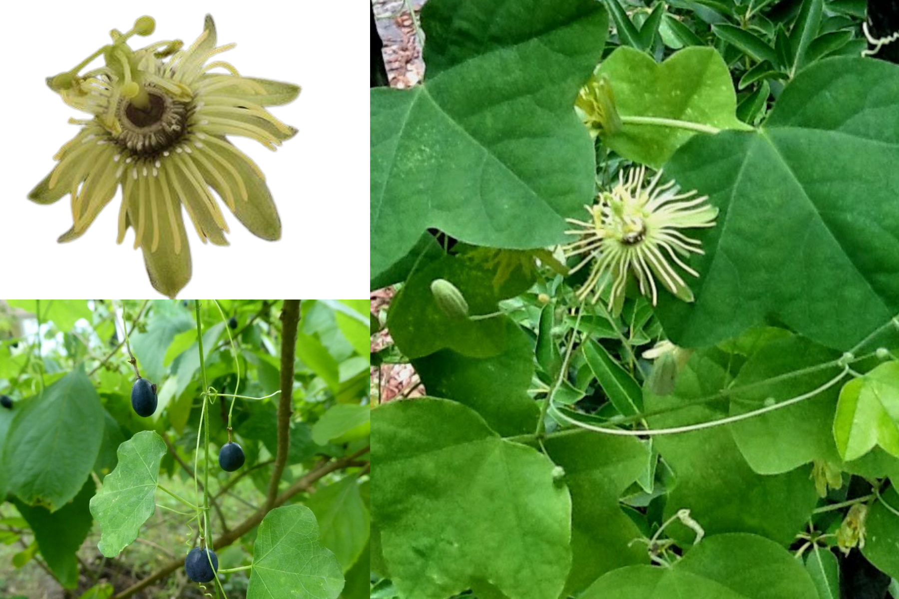 Dwarf Passionvine - Passiflora lutea