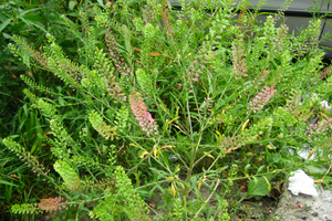 Pepperweed - Lepidium virginicum - (1 gal.)