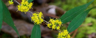 Wreath Goldenrod (Solidago caesia) - 1 Gallon